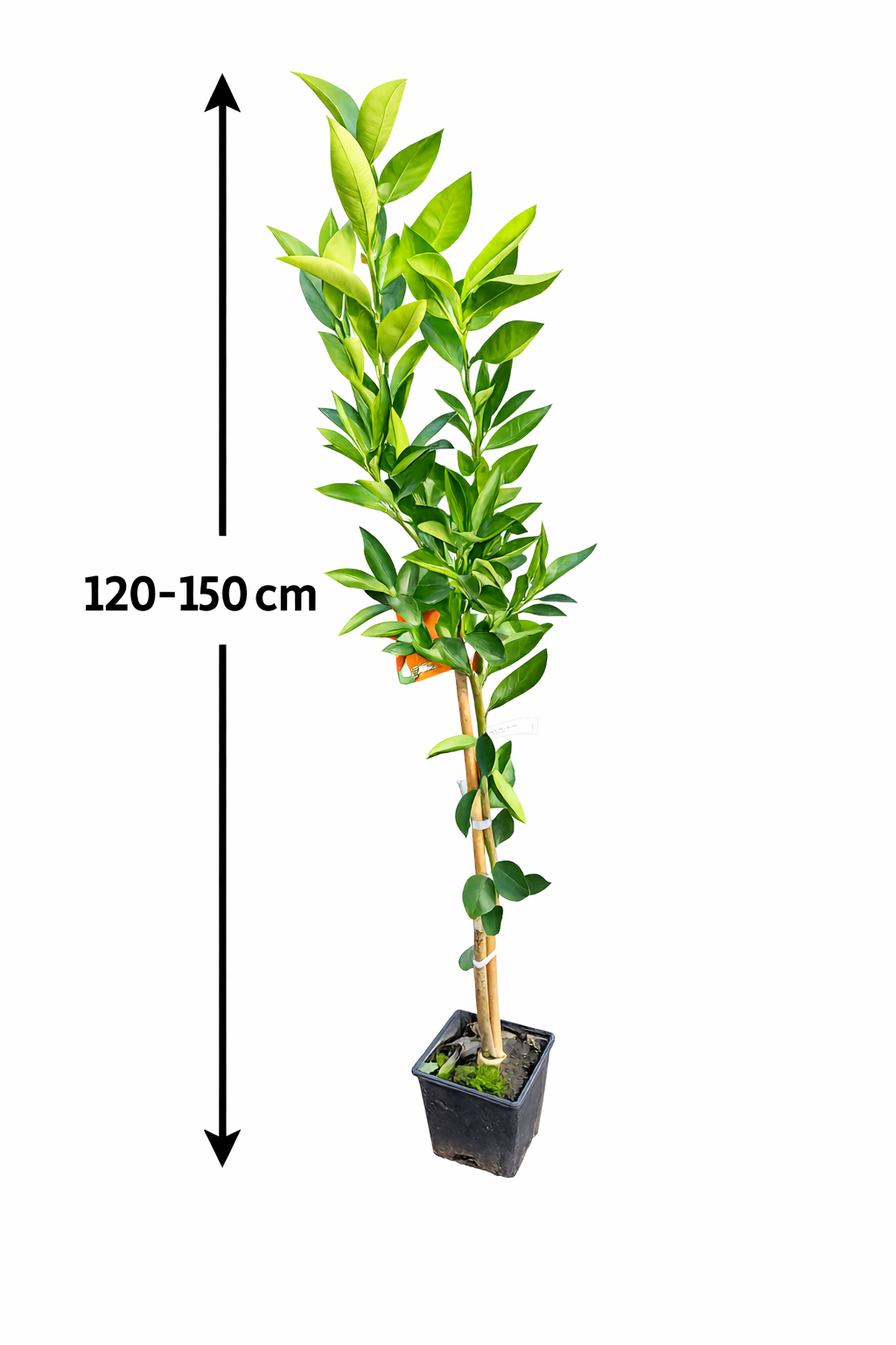 Zitronenbaum Clementine Spinoso (120-150 cm) – Süße Clementine für deinen Garten