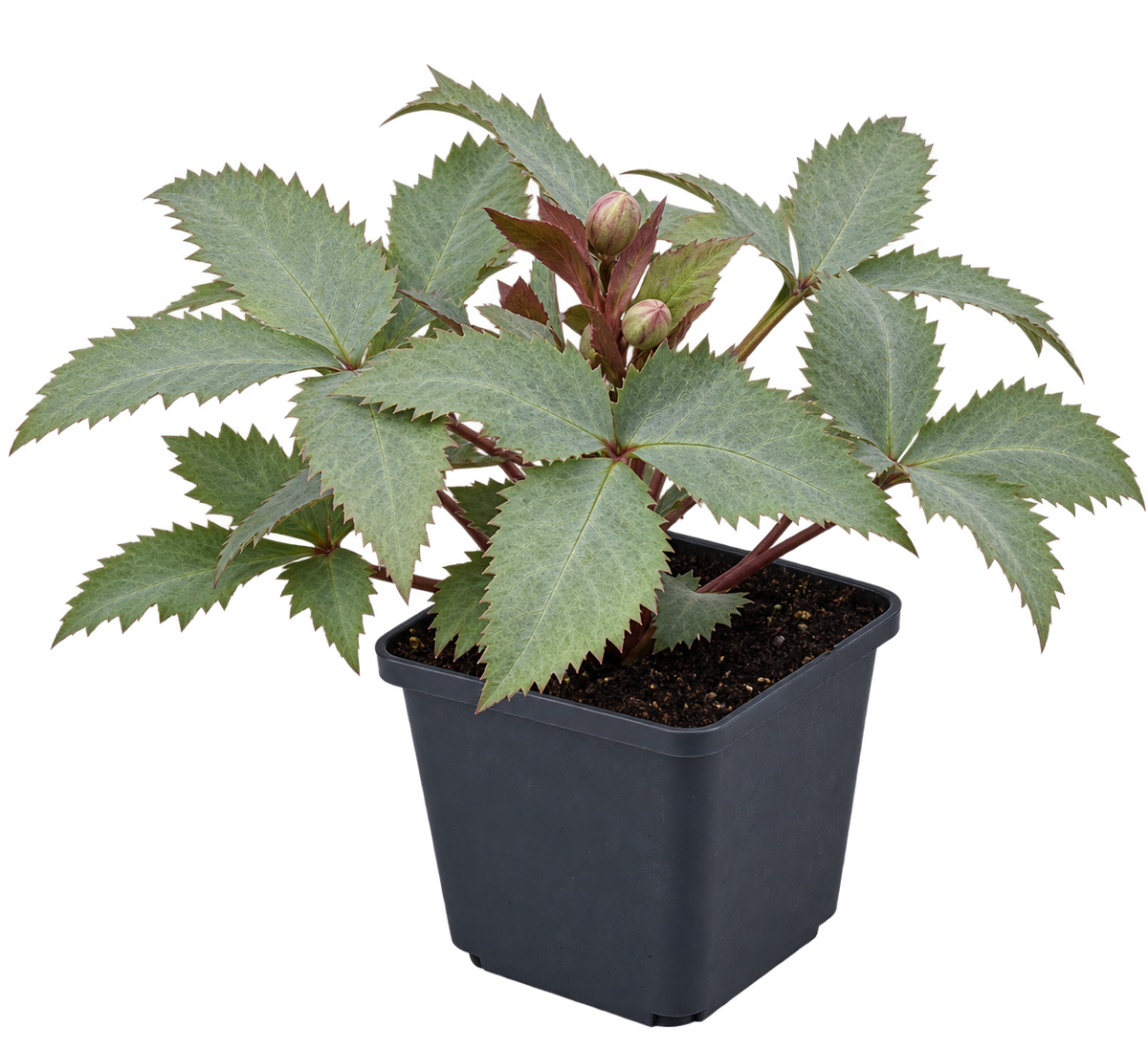 Helleborus × sternii ‘Silver Dollar’ – Nieswurz mit silbrigem Laub, immergrüne Blütenstaude für Garten & Kübel – 15–20 cm inkl. Topf