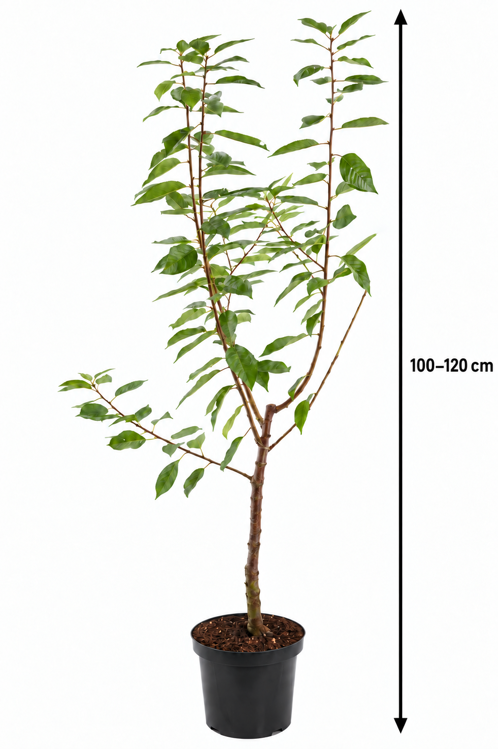 Süßkirsche ‘Regina’ 100–120 cm – Prunus avium | Dunkelrote Knorpelkirsche für Garten und Obstwiese
