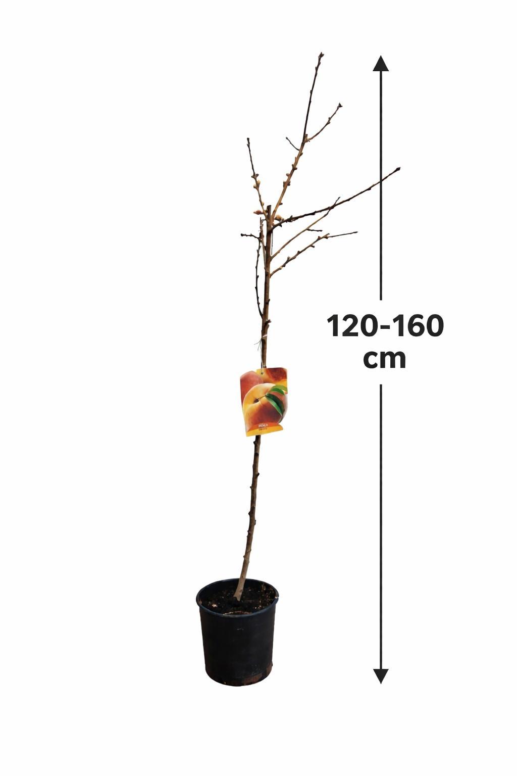 Pfirsichbaum Mycrest 120–160 cm – Saftiger Gartenpfirsich, Obstbaum winterhart, Prunus persica für Garten & Terrasse