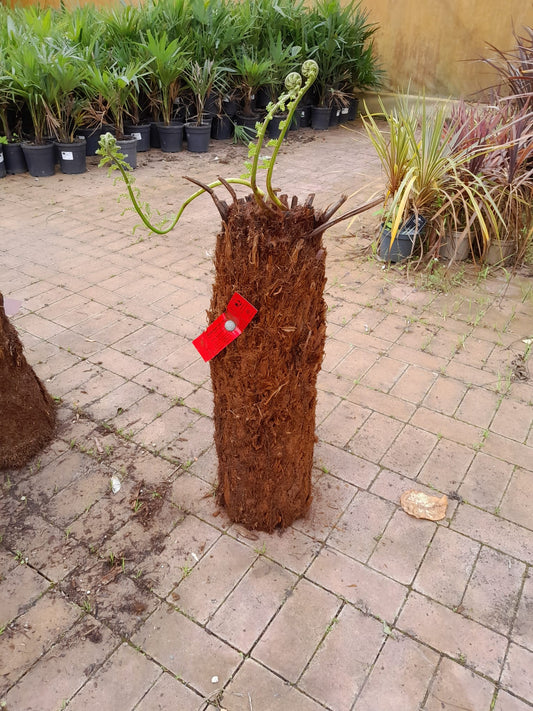 Baumfarn Dicksonia antarctica kahler Stamm ca. 80 cm Ein Relikt aus der Urzeit