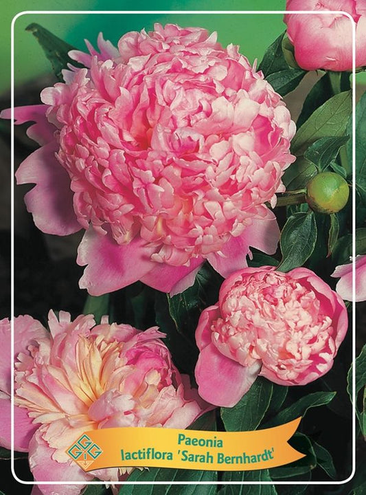Pfingstrose 'Sarah Bernhardt' – Duftende Edel-Paeonie im 1L Topf | Paeonia lactiflora
