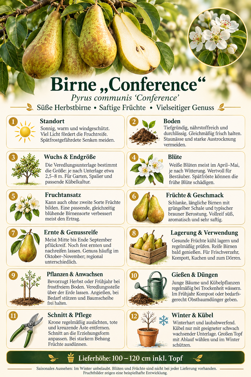 Birnbaum ‘Conference’ 100–120 cm – Pyrus communis – saftige Tafelbirne, winterharter Obstbaum für Garten & Terrasse