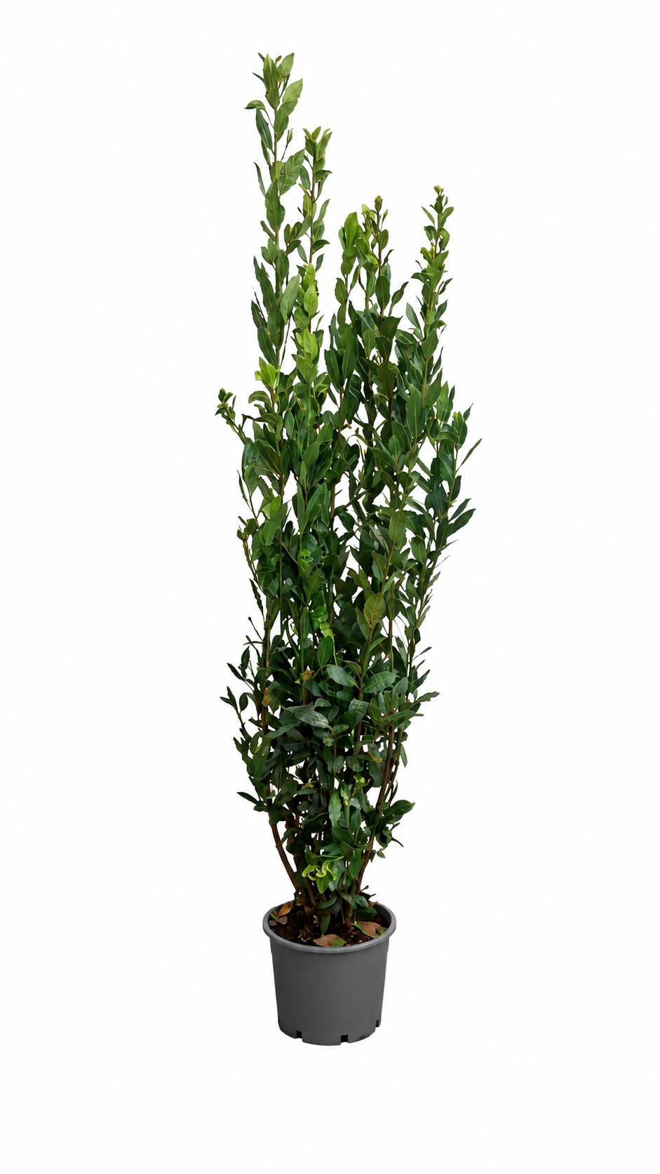 Gewürzlorbeer (Laurus nobilis) 160–200 cm – Echter Lorbeer, Lorbeerbaum, Mediterrane Kübelpflanze für Terrasse, Balkon, Garten & Wintergarten
