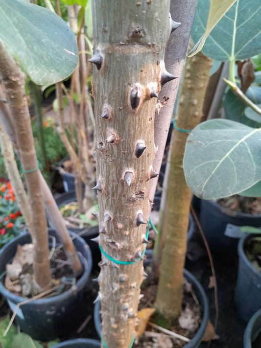 Erythrina caffra až 120-140 cm - Barevný korálový strom pro tropickou atmosféru ve vaší zahradě