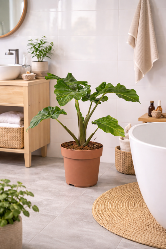 Alocasia Low Rider 60-80 cm - Snadno udržovatelná exotická rostlina pro váš domov s dekorativními, lesklými listy