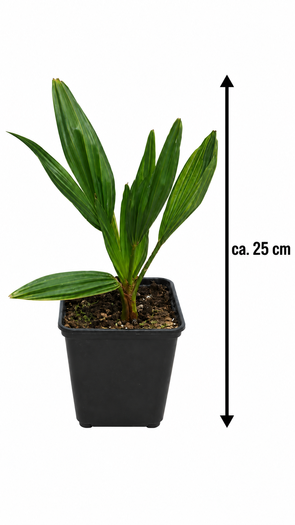 Trachycarpus wagnerianus ca. 25 cm – Wagners Hanfpalme, winterharte Fächerpalme für Garten, Balkon und Kübel