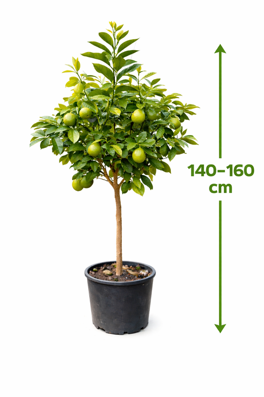 Bergamotte Pflanze 140–160 cm – Citrus bergamia – Bergamottenbaum mit dickem Stamm – Duftzitrus
