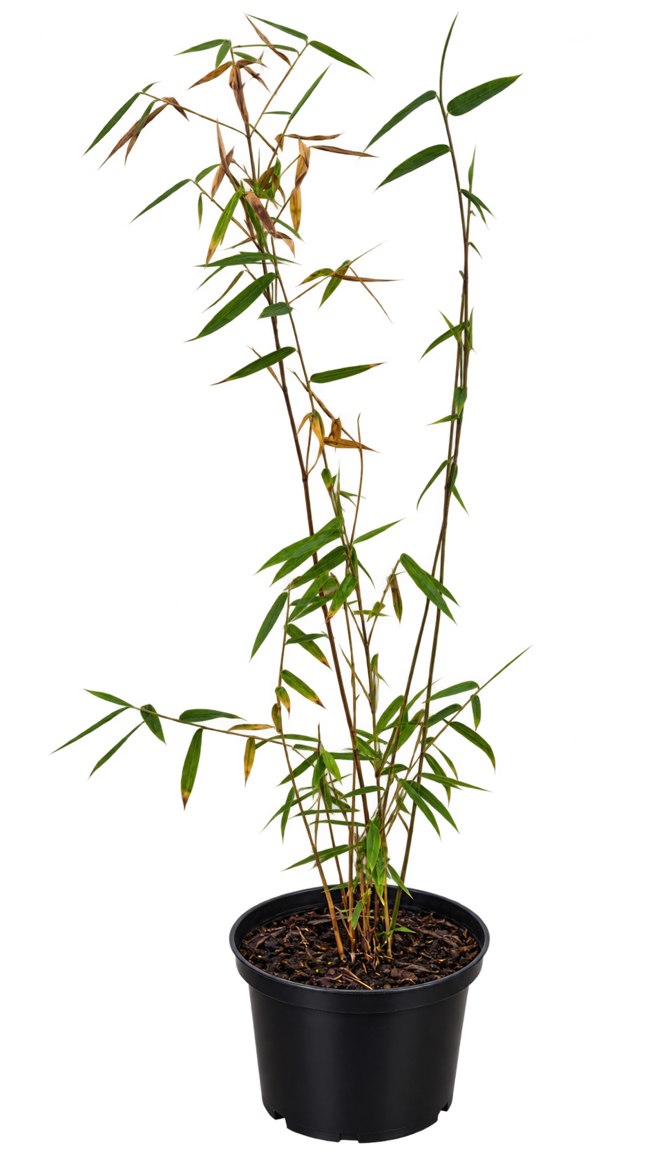 Roter Bambus ‘Jiuzhaigou 1’ – Fargesia Schirmbambus, winterhart & immergrün – 40–60 cm inkl. Topf