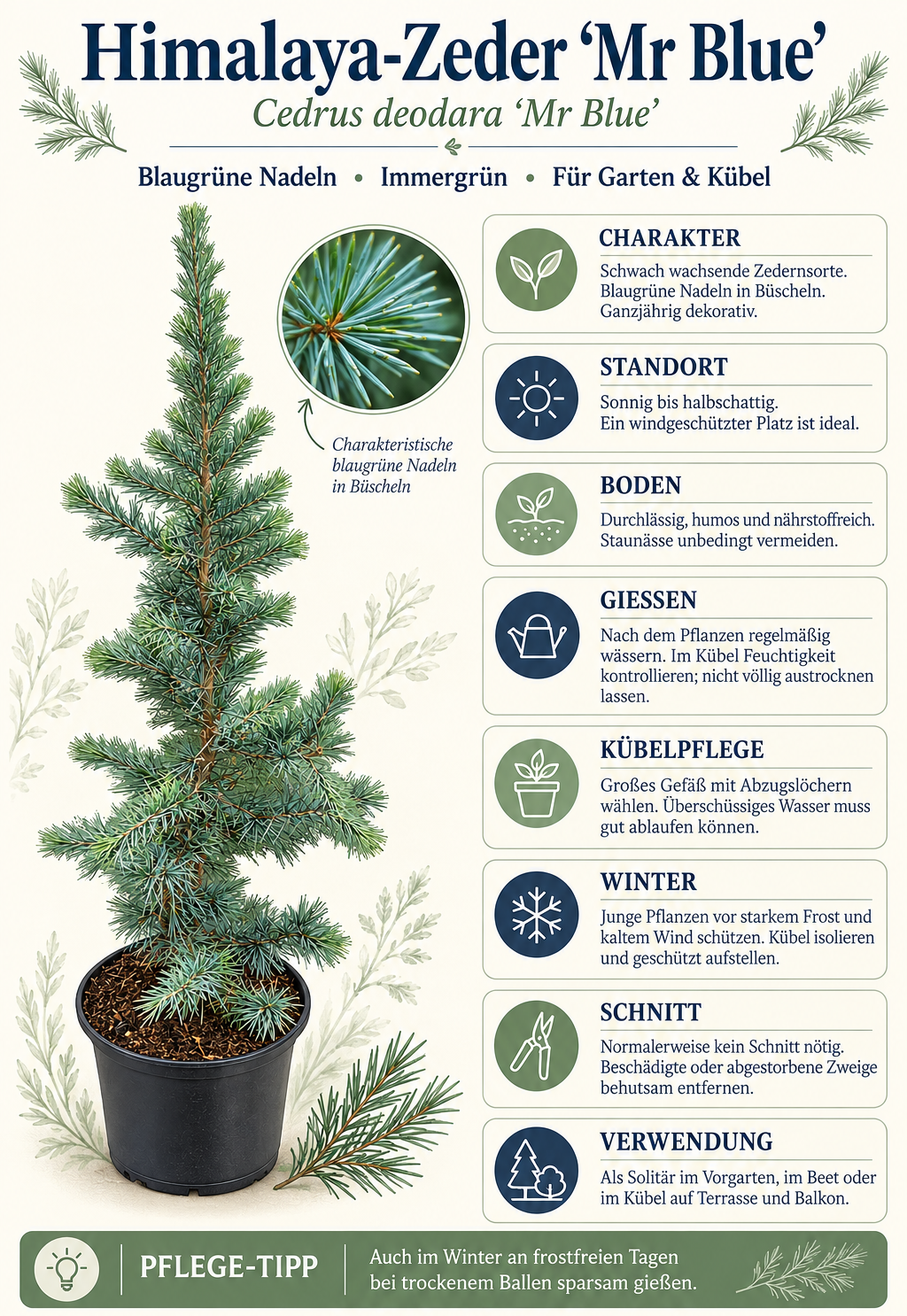 Blaue Himalaya-Zeder ‘Mr. Blue’ – Cedrus deodara – immergrünes Nadelgehölz für Garten & Kübel – ca. 80 cm inkl. Topf