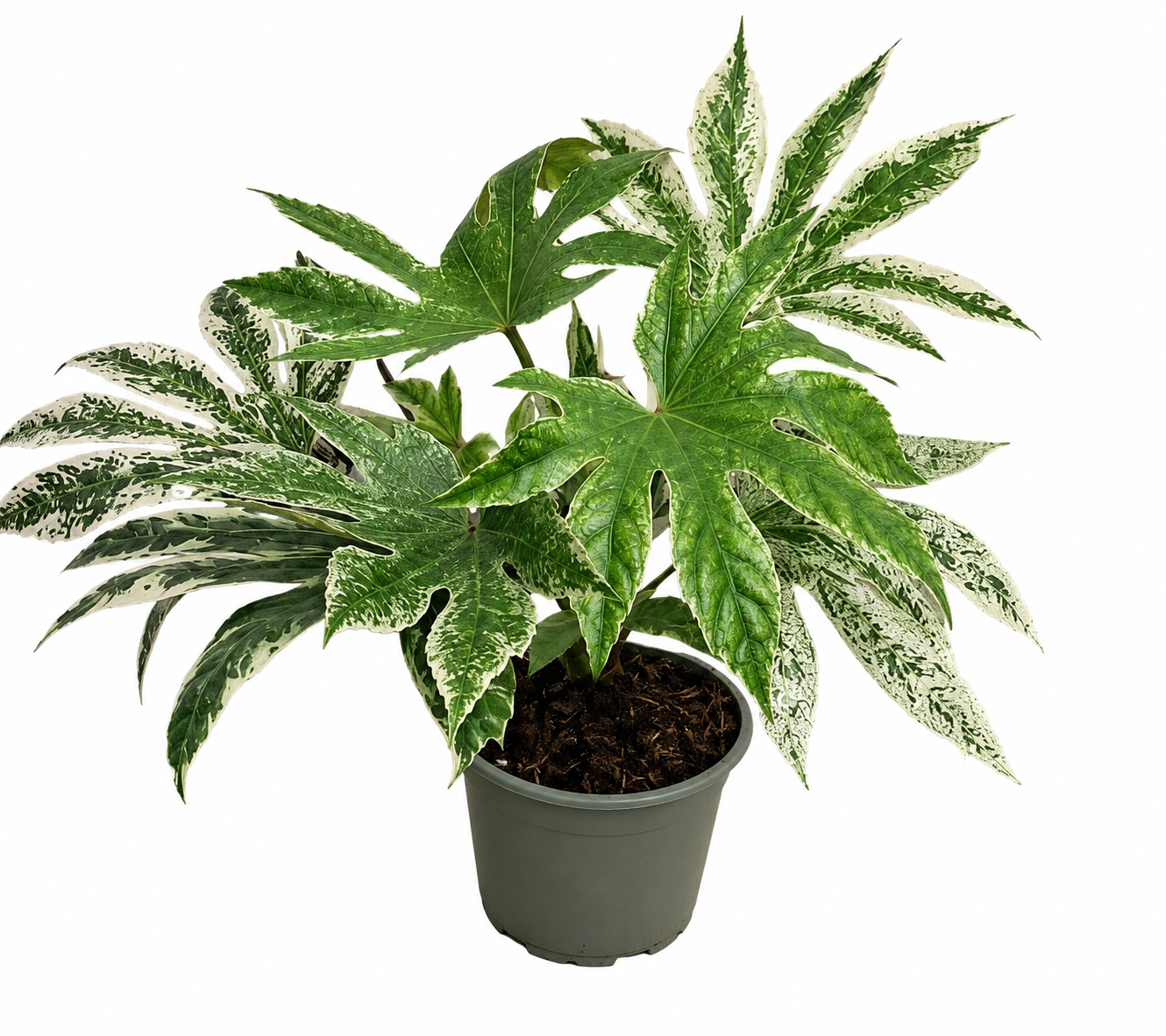 Fatsia japonica 'Spiderweb' 30–40 cm – Panaschierte Zimmeraralie | Immergrüne Zimmerpflanze für Wohnzimmer, Büro & Wintergarten