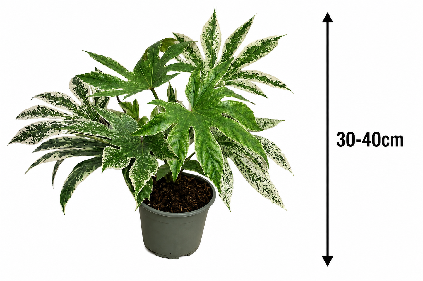 Fatsia japonica 'Spiderweb' 30–40 cm – Panaschierte Zimmeraralie | Immergrüne Zimmerpflanze für Wohnzimmer, Büro & Wintergarten