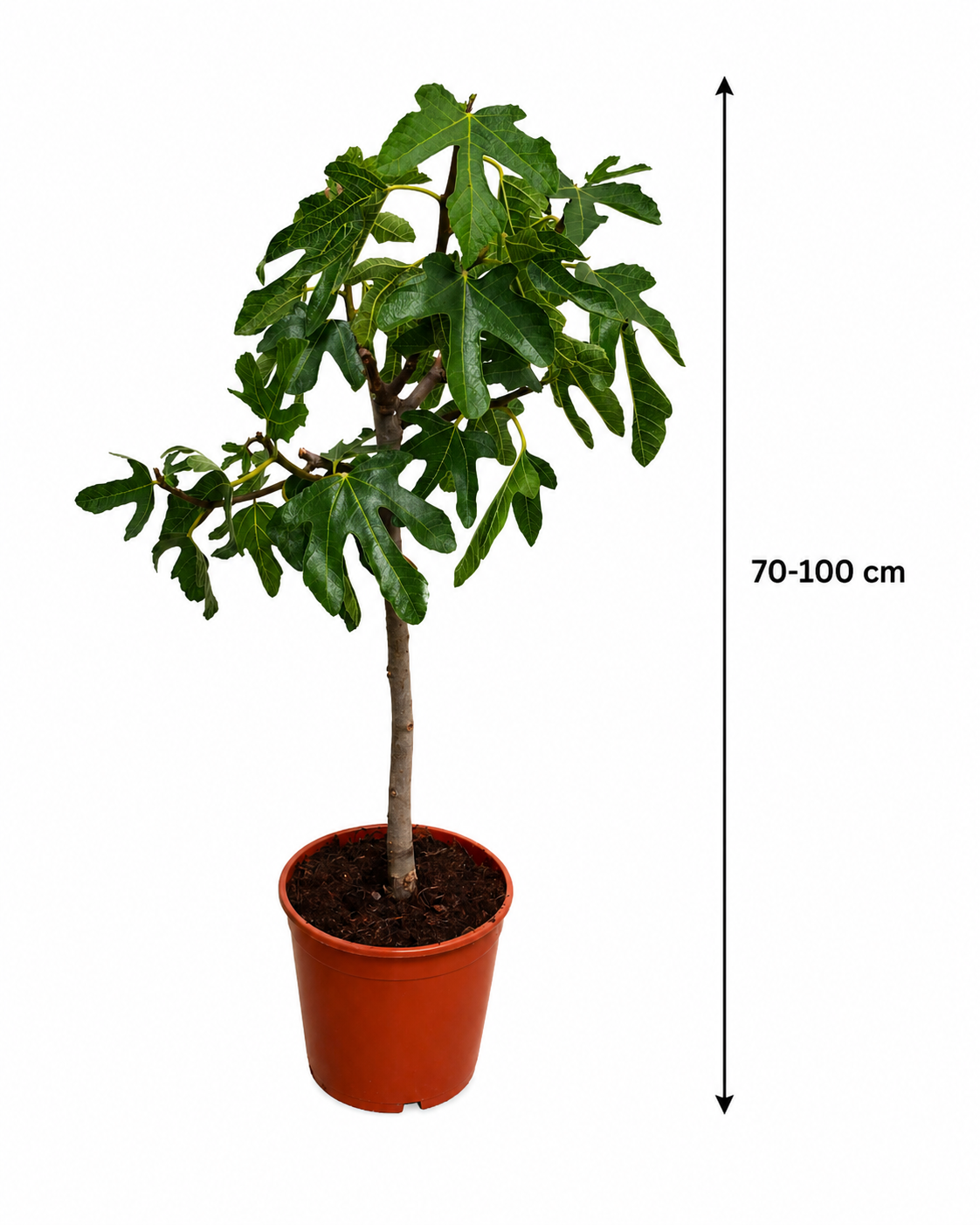 Ficus carica ‘Napolitana’ Feigenbaum 70–100 cm – Winterharte Echte Feige  für Garten, Terrasse & Kübel
