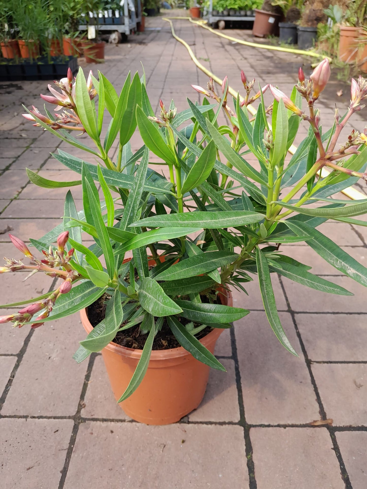 Oleander 40-60 cm Salmon - Nerium oleander - pflegeleichter Kübelstar vom Mittelmeer
