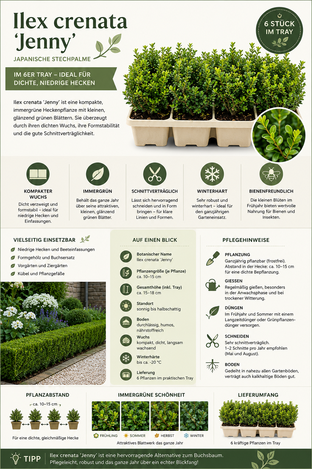 Ilex crenata ‘Jenny’ 6er-Set 20–25 cm – Japanische Stechpalme als immergrüne Heckenpflanze und Buchsbaum-Ersatz