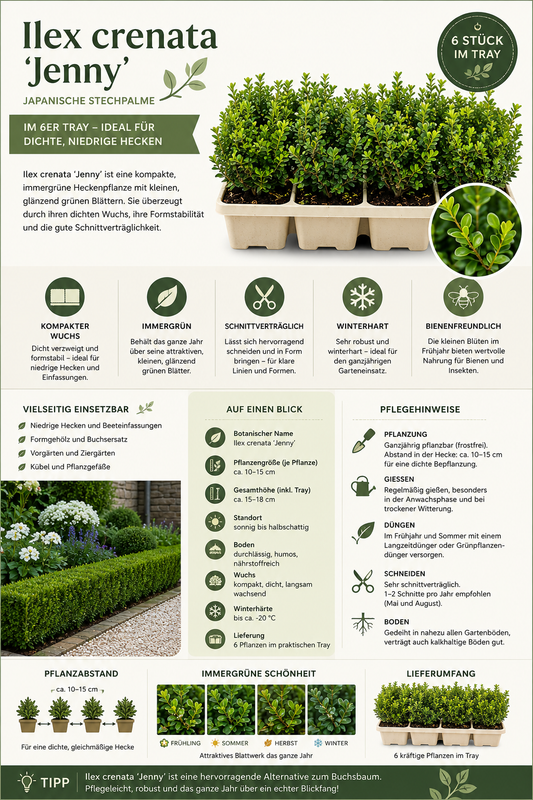 Ilex crenata ‘Jenny’ 6er-Set 20–25 cm – Japanische Stechpalme als immergrüne Heckenpflanze und Buchsbaum-Ersatz