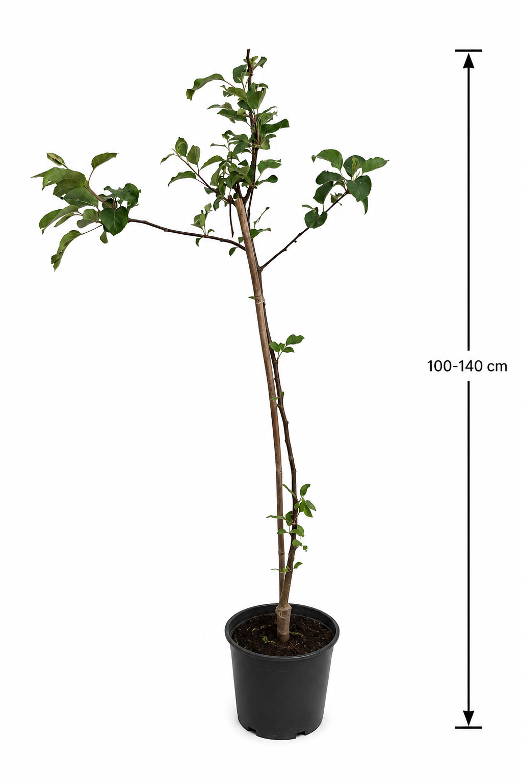 Apfelbaum Malus Starking – Roter Delicious Apfel | Obstbaum 100–140 cm | Winterharte Obstpflanze für Garten & Obstwiese