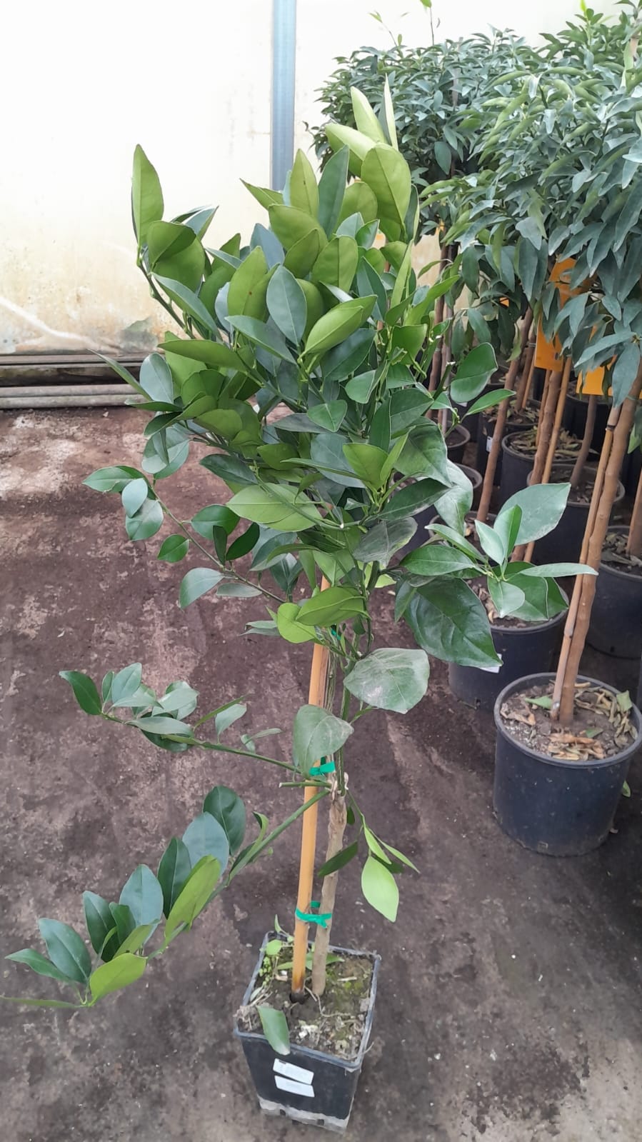 Orangenbaum Citrus Sinensis Valencia 120-140 cm – Apfelsine Pflanze für deinen Garten