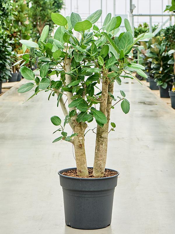 Ficus Benghalensis 120-140 cm dicker Stamm  Indische Banyanbaum-Pflanze für Ihr Zuhause – Pflegeleicht und Langlebig