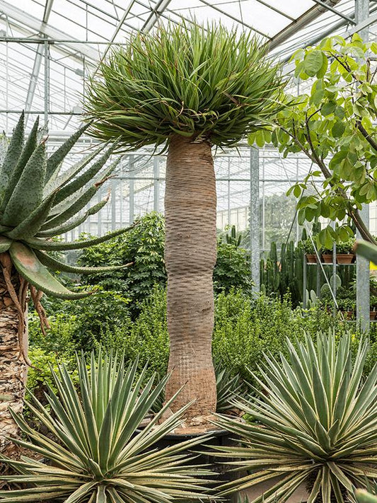 XXL Kanarischer Drachenbaum ca. 120 cm - Dracaena draco - Blutbaum - Zimmerpflanze