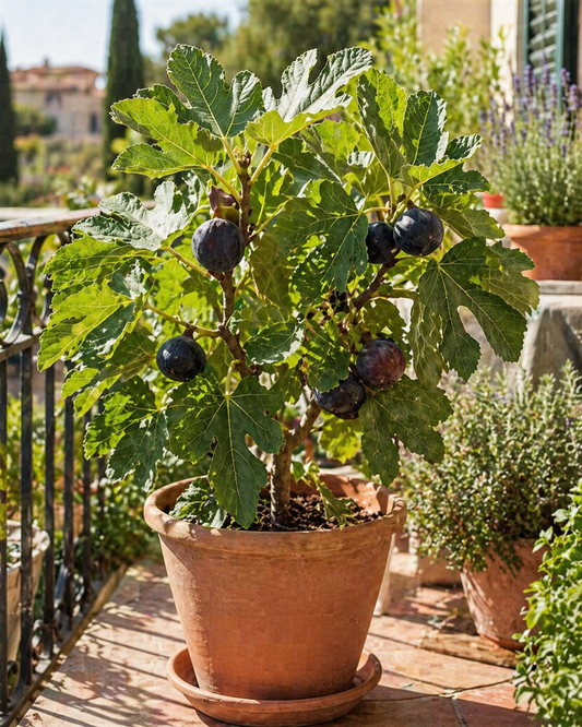 Feigenbaum ‘Noire de Caromb’ 70–100 cm – Ficus carica, winterharte schwarze Feige, mediterraner Obstbaum