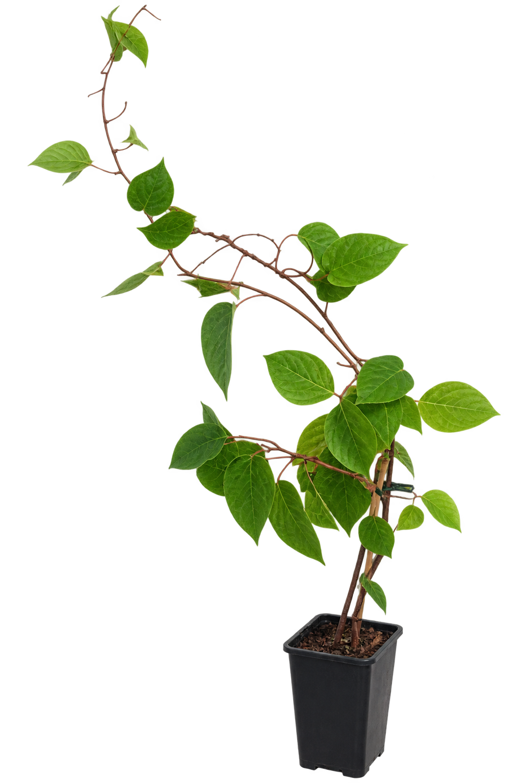 Actinidia arguta 'Nostino' 50–70 cm – Männliche Mini Kiwi – Befruchter Kiwi – Winterharte Kletterpflanze für Garten & Terrasse