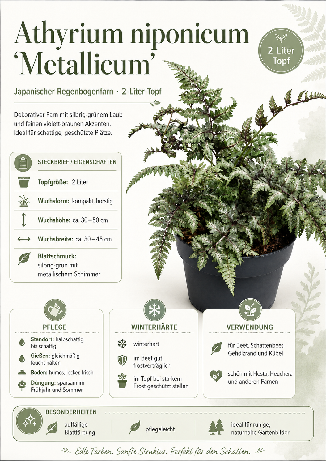 Athyrium niponicum Metallicum – Japanischer Regenbogenfarn | Silberfarn, Zierfarn, winterharte Schattenpflanze im 2L Topf