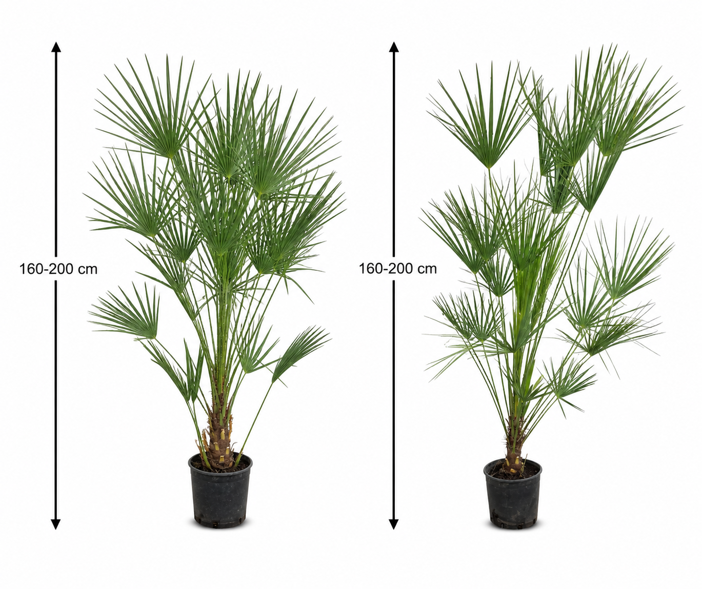 2 Stück Zwergpalme 160–200 cm – Chamaerops humilis