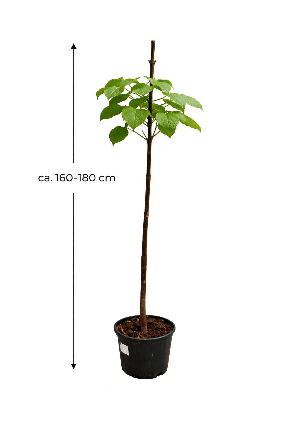 Blauglockenbaum ca. 180 cm Paulownia tomentosa Kaiserbaum winterhart schnellwachsender Zierbaum