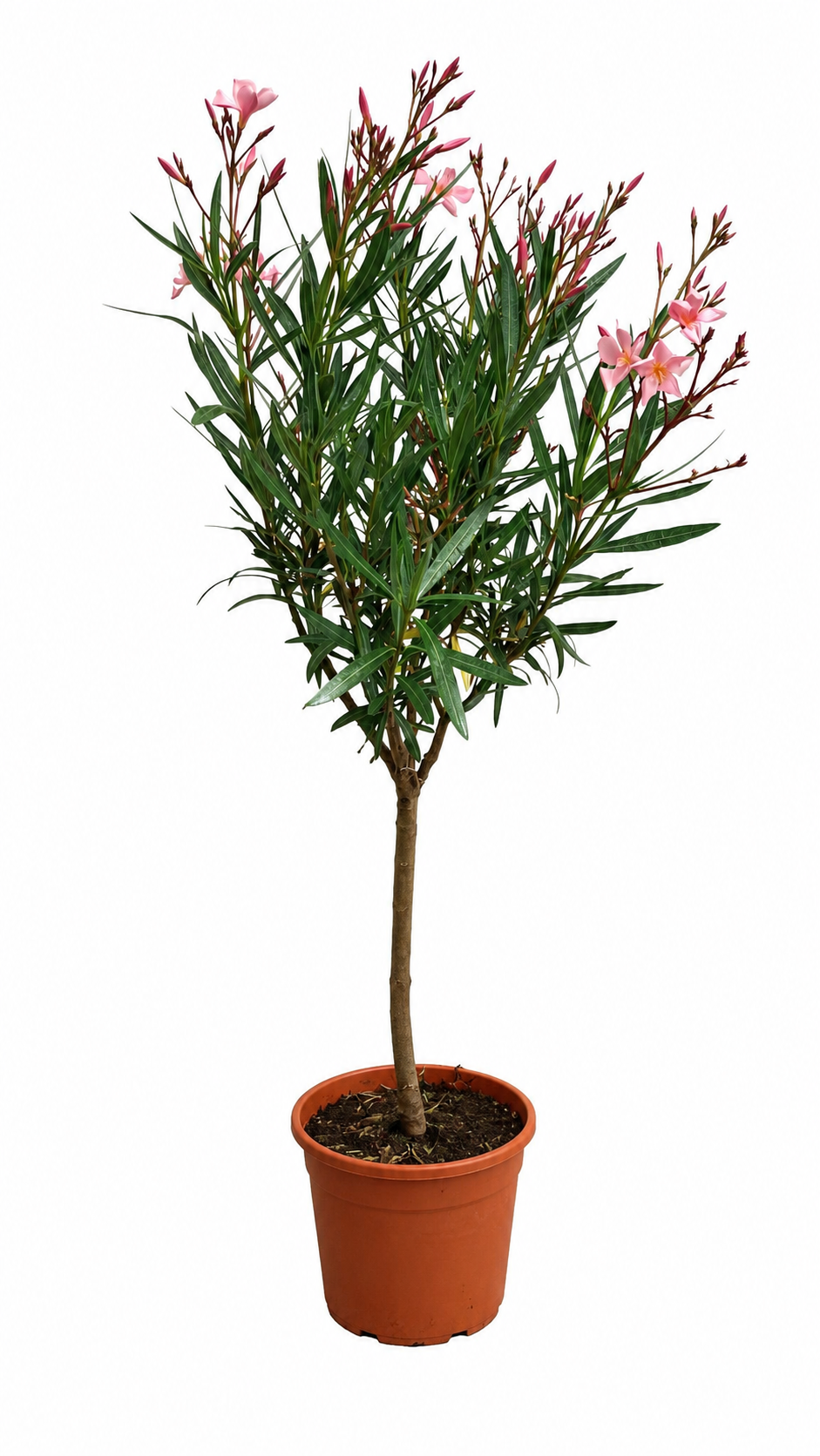 Oleander Stämmchen 'Soleil Levant' 120–150 cm – Nerium oleander Hochstamm mediterrane Kübelpflanze mit Blüten