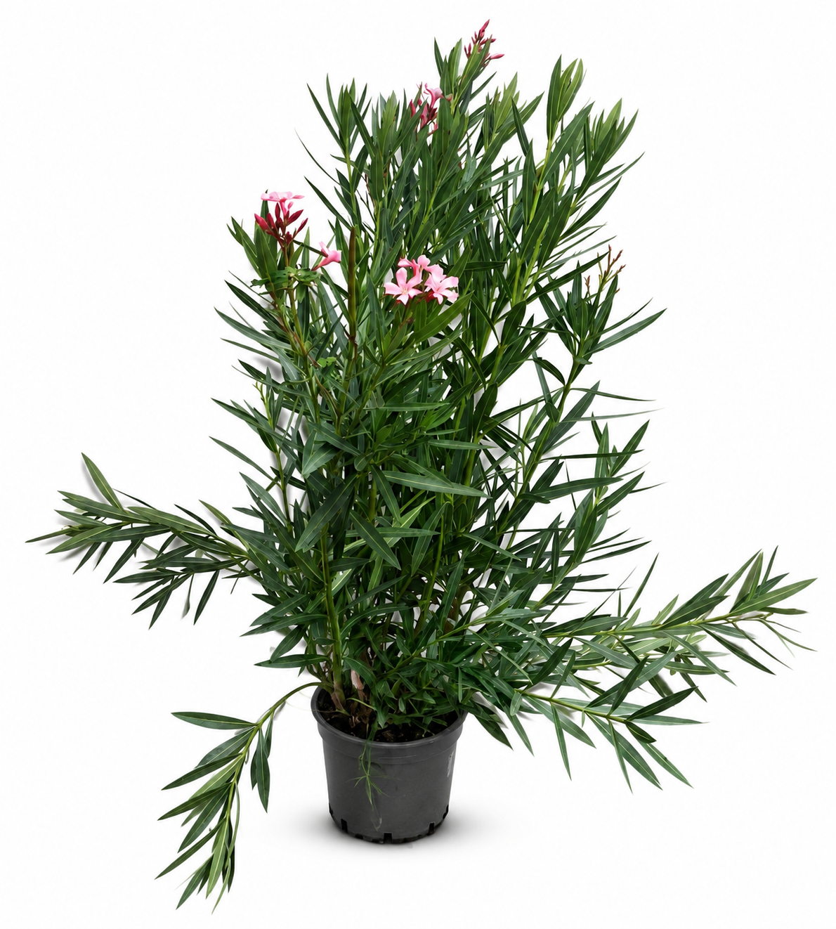 Oleander ‘Semplice Rosa’ 120–140 cm – Rosa blühender Rosenlorbeer für Terrasse, Balkon und Garten