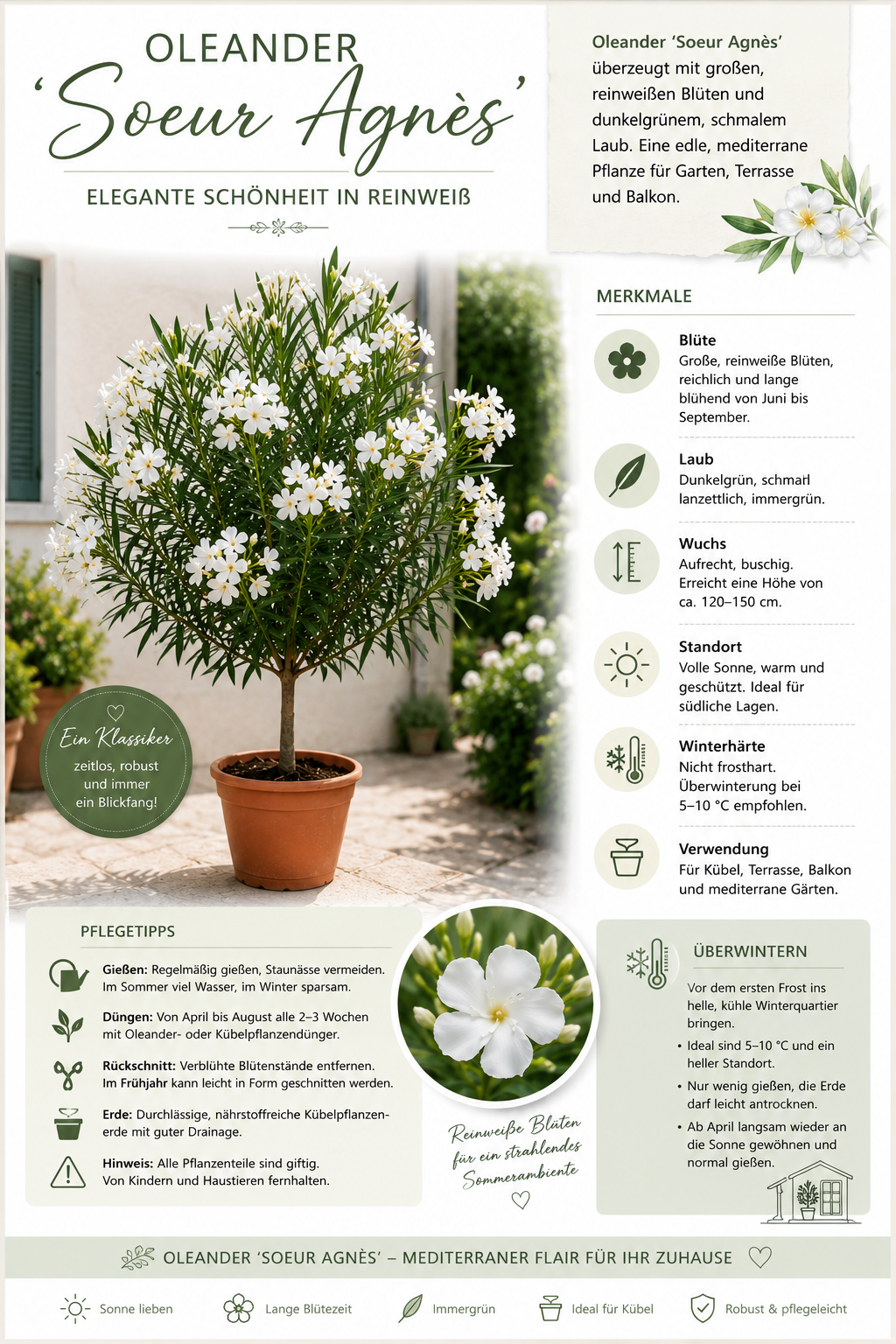 Nerium Oleander Soeur Agnes Stamm 120–150 cm – Weißer Oleander Stamm, mediterrane Kübelpflanze, Oleander Stämmchen