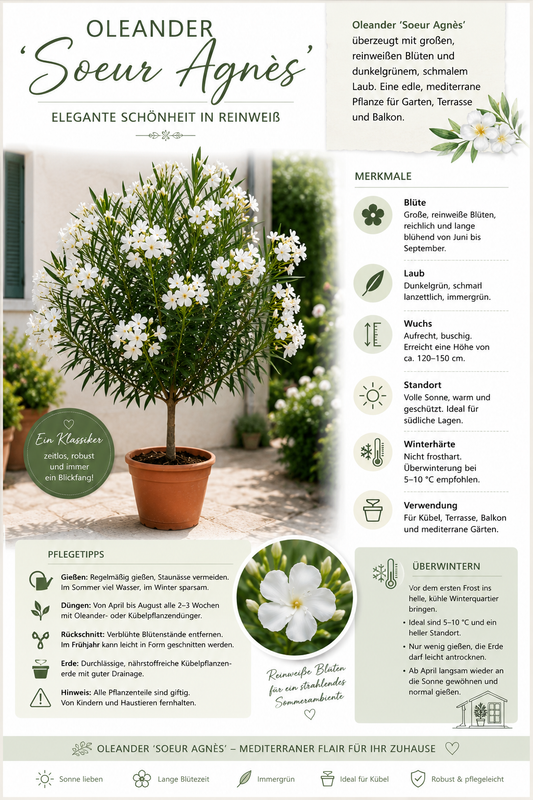 Nerium Oleander Soeur Agnes Stamm 120–150 cm – Weißer Oleander Stamm, mediterrane Kübelpflanze, Oleander Stämmchen