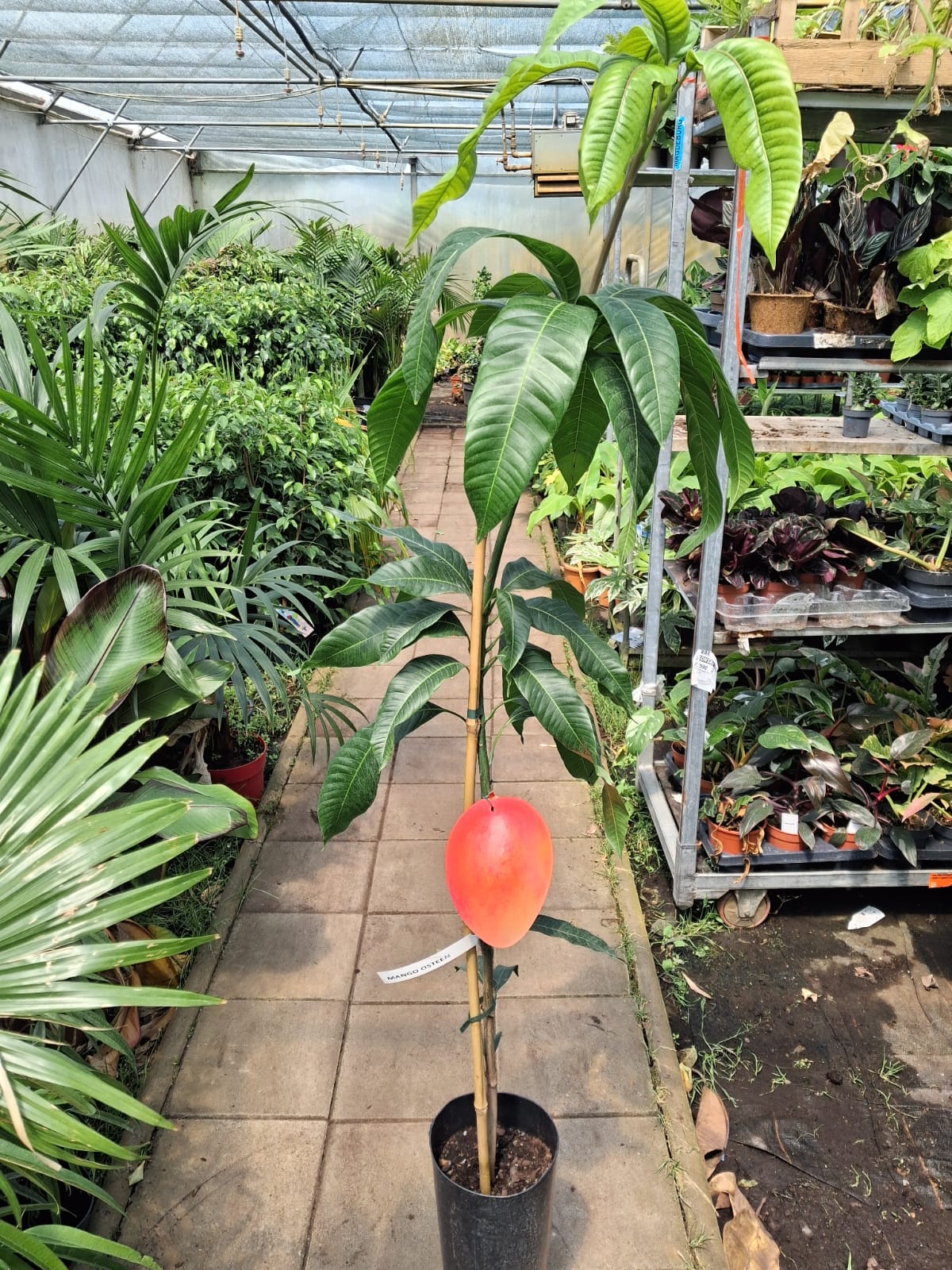 Mangobaum „Osteen“ (Mangifera indica) veredelt – 140–180 cm – tropische Kübelpflanze für Garten & Terrasse