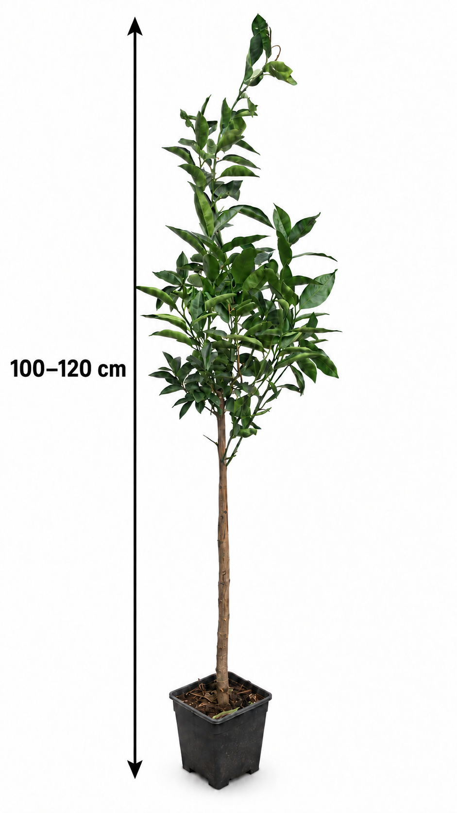 Arancio Vaniglia – Vanilleorange Citrus sinensis 100–120 cm – süßer Orangenbaum