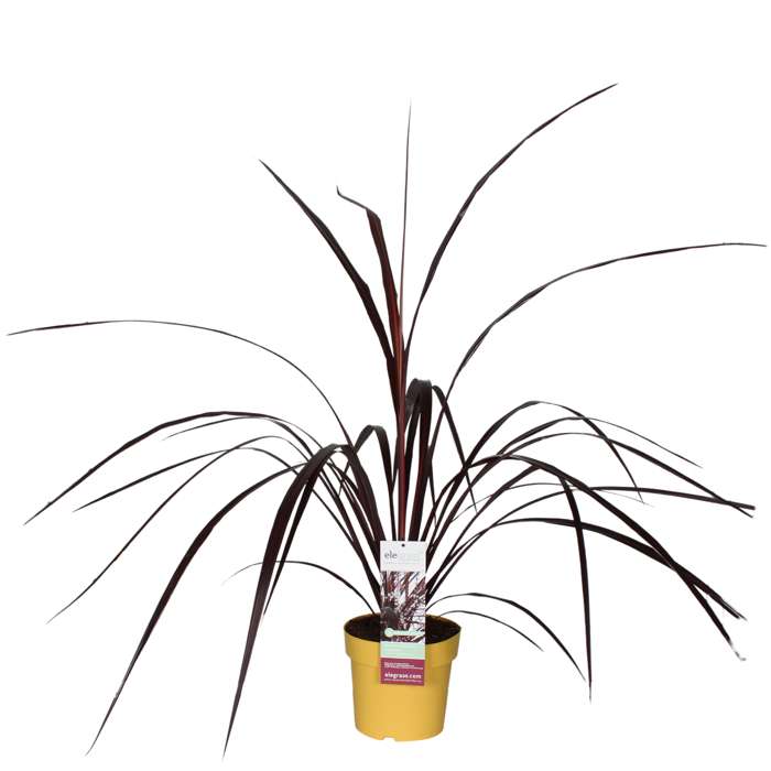 Cordyline X  Festival® Burgundy 120-140 cm Keulenlilie