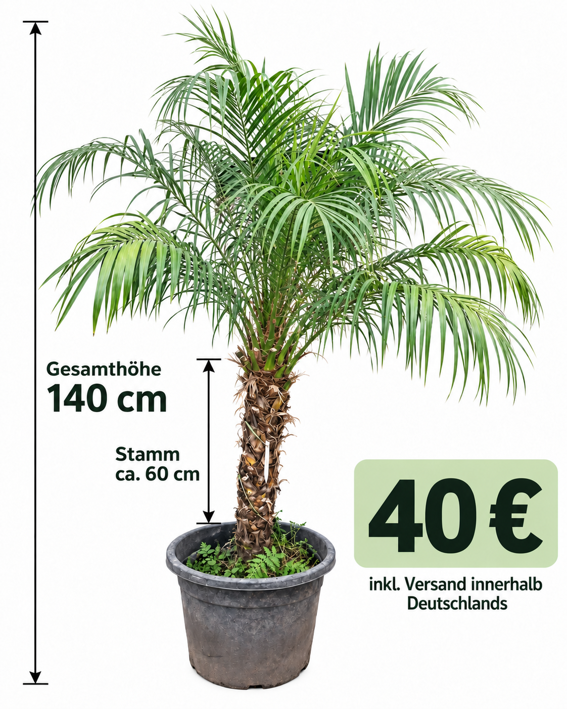 Angebot Phoenix Roebelenii #1