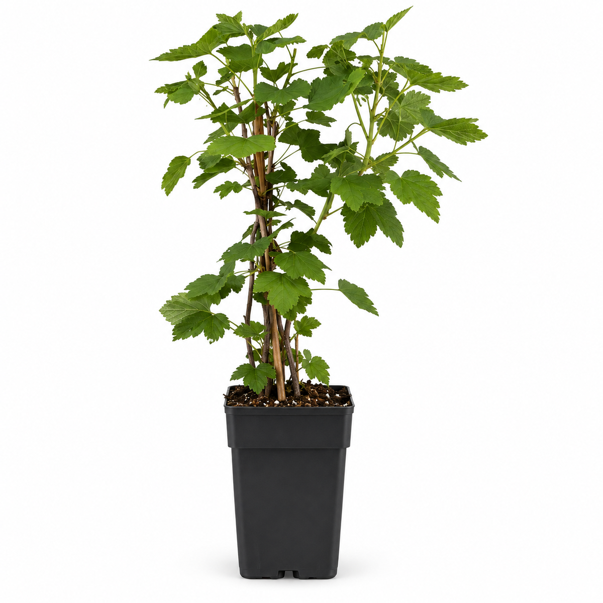 Weiße Johannisbeere ‘Witte Hollander’ 50–70 cm – Ribes rubrum, Beerenstrauch für Garten und Kübel