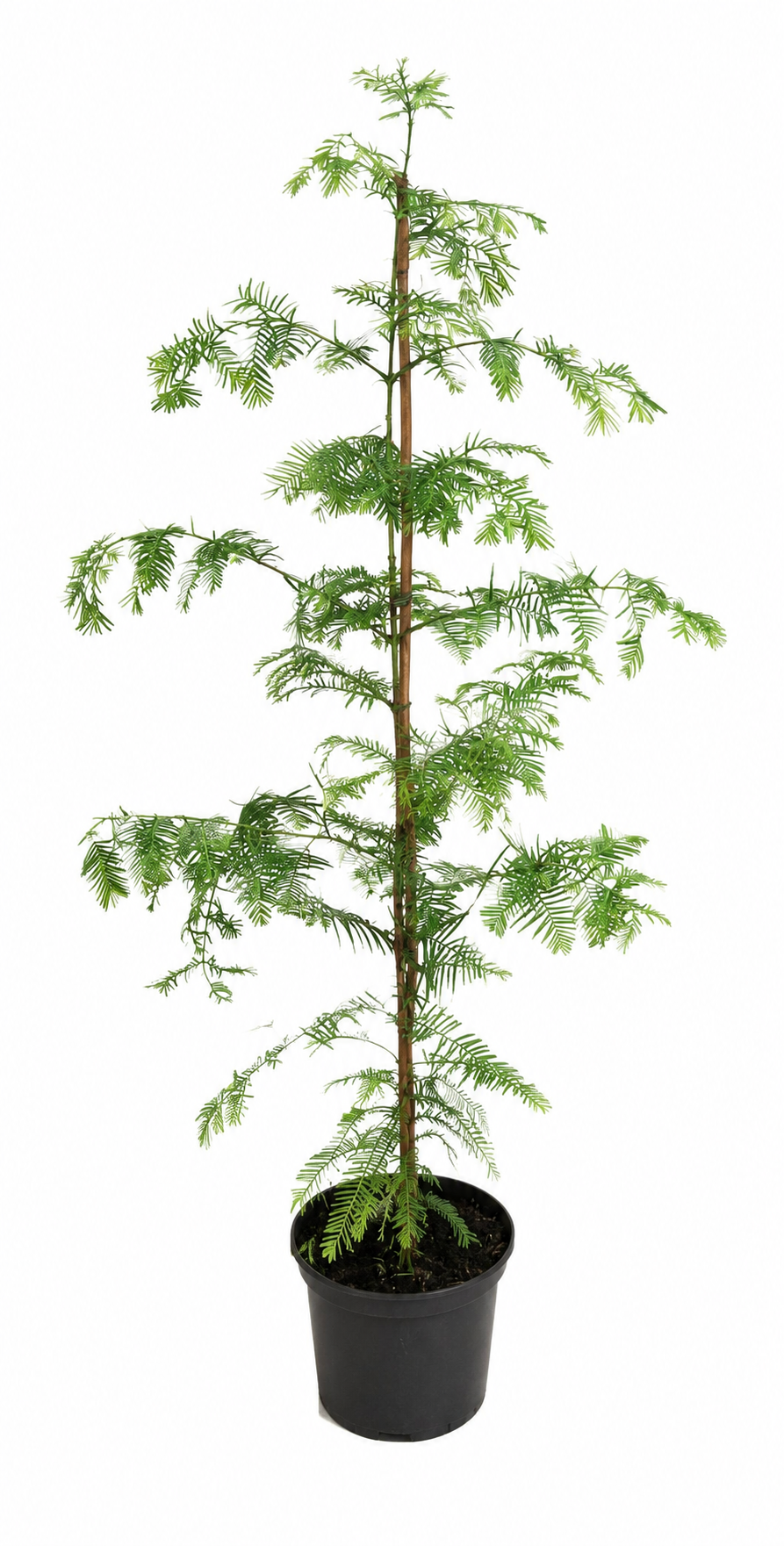 Urweltmammutbaum ca. 100 cm (Metasequoia glyptostroboides) – Winterharter Nadelbaum, schnellwachsender Solitärbaum für Garten & Park