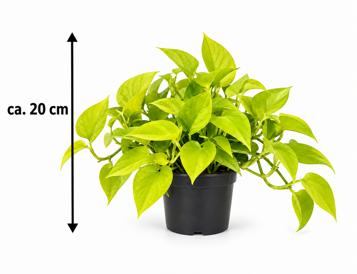 Klasika pro váš domov: Epipremnum 'Golden Pothos' - popínavý břečťan cca. 20 cm - Snadná údržba a dekorativní