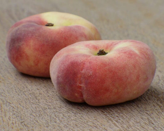 Plattpfirsich „Platycarpa“ – Prunus persica | Flachpfirsich-Baum 100–140 cm | Obstbaum winterhart