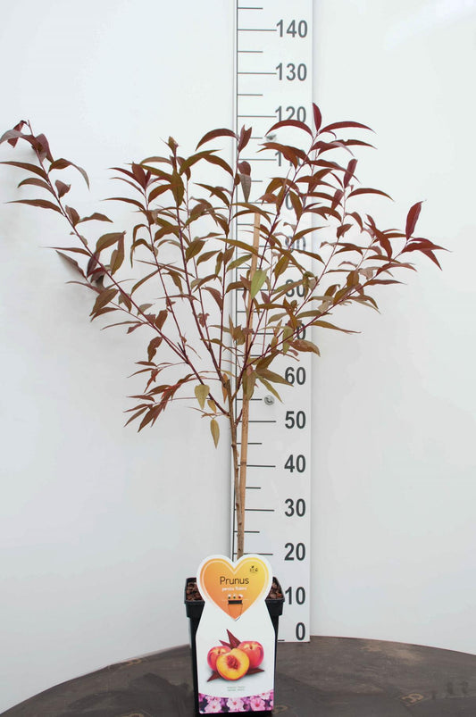 Prunus persica "Rubira" 100-120 cm Zierpfirsich, rotlaubiger Wildpfirsich, essbar