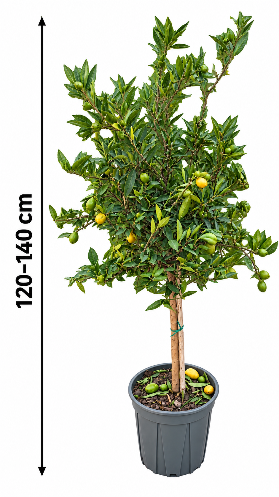 Italienische Limequat ‘Eustis’ 120–140 cm – Citrus floridana, Limetten-Kumquat für Terrasse & Wintergarten