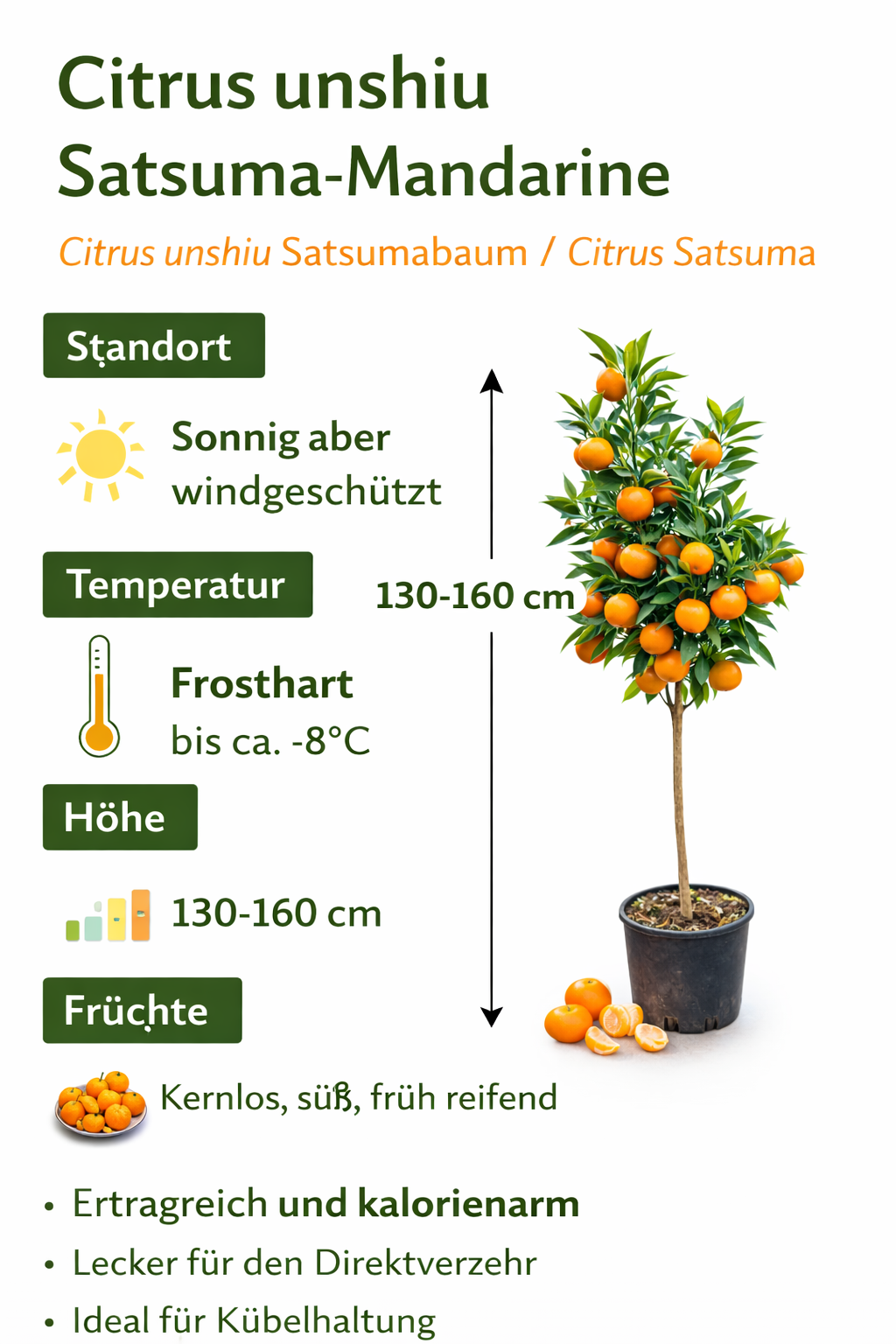 Satsuma Mandarinenbaum 130–160 cm Citrus unshiu winterharte Mandarine Japanische Mandarine Mandarinenbaum