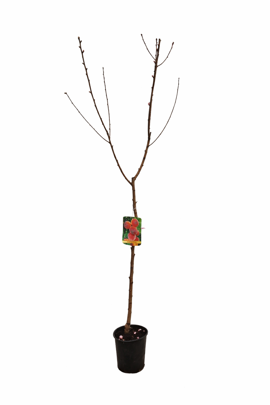 Pfirsichbaum 'Cardina' 150–200 cm – Prunus persica Obstbaum süßer Garten Pfirsich winterhart