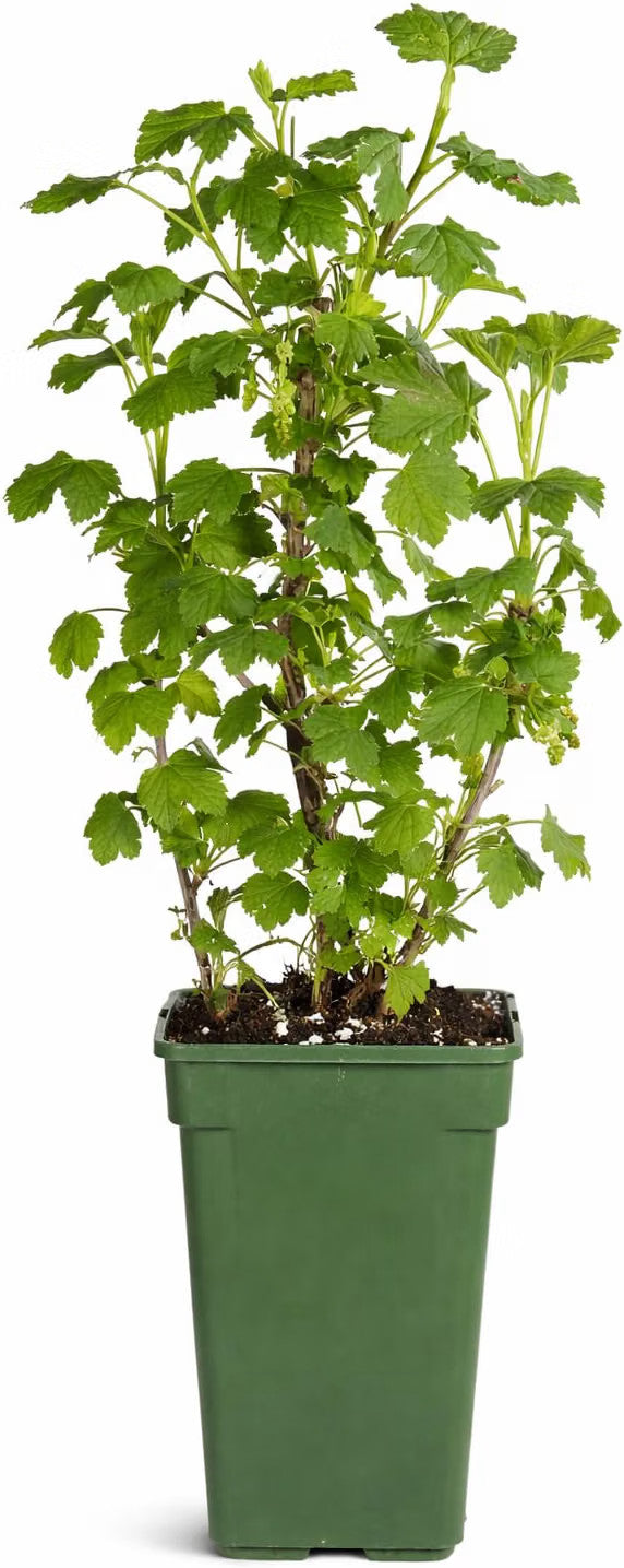 Jostabeere / Jochelbeere 60–70 cm – Ribes ‘Jostaberry’ – winterharter Beerenstrauch für Garten und Kübel