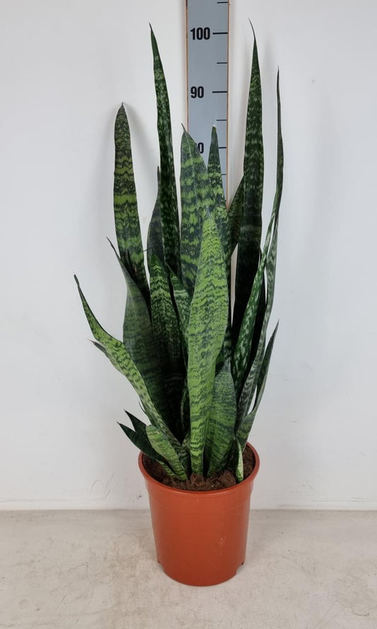 Sansevieria Zeylanica – Bogenhanf ca. 100 cm | Luftreinigende Zimmerpflanze für bessere Raumluft