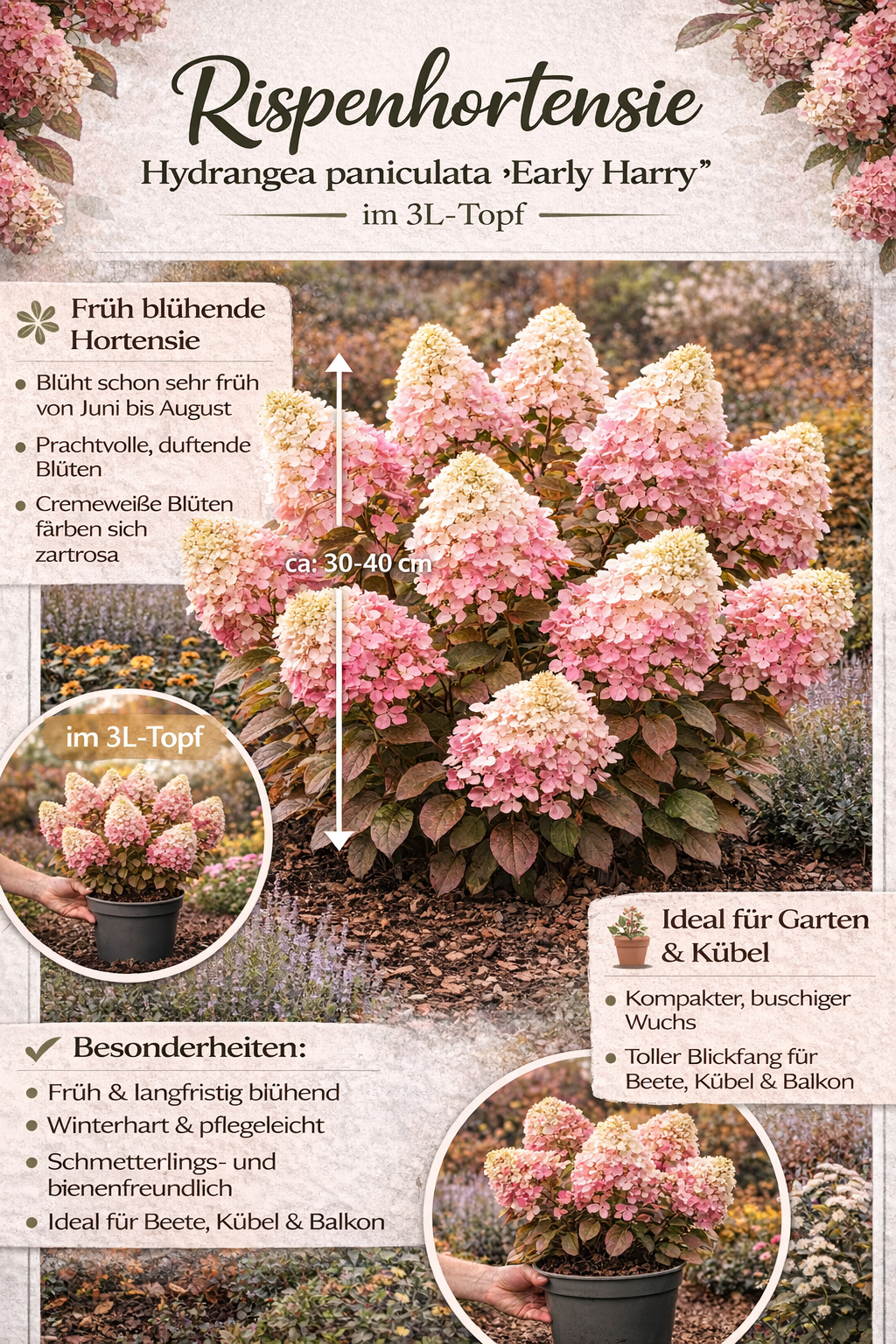 Rispenhortensie Hydrangea paniculata ‘Early Harry’ im 3L Topf – winterharte Zierpflanze für Garten & Terrasse