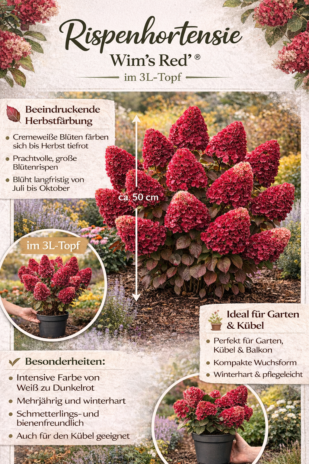 Rispenhortensie 'Wim’s Red' – Hydrangea paniculata im 3L Topf | Blühfreudiger Zierstrauch in Rot-Weiß