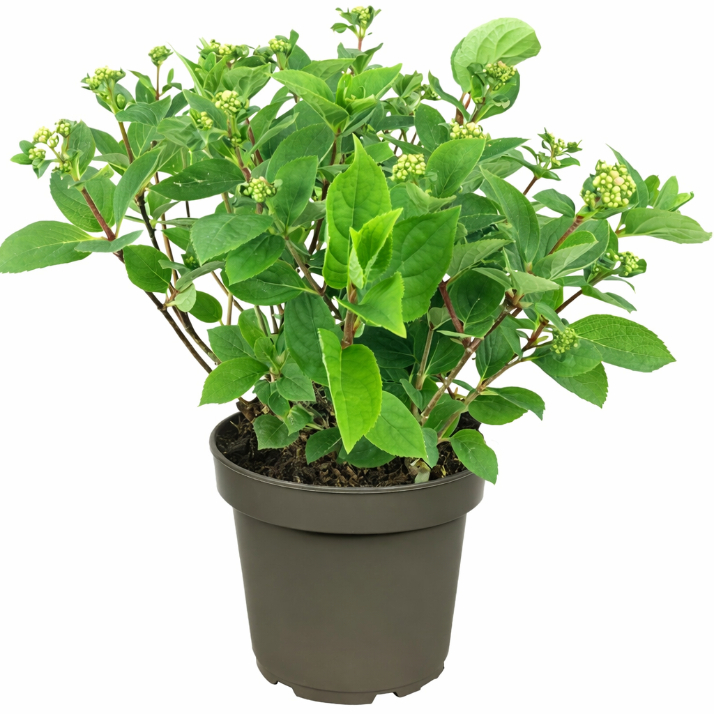 Rispenhortensie 'Wim’s Red' – Hydrangea paniculata im 3L Topf | Blühfreudiger Zierstrauch in Rot-Weiß